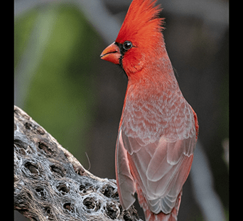 North Cardinal Perched